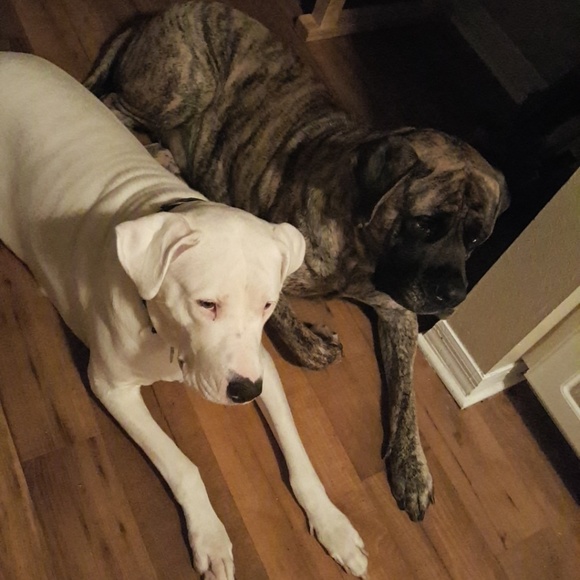 Meet your Posher - Picture 3 of 5